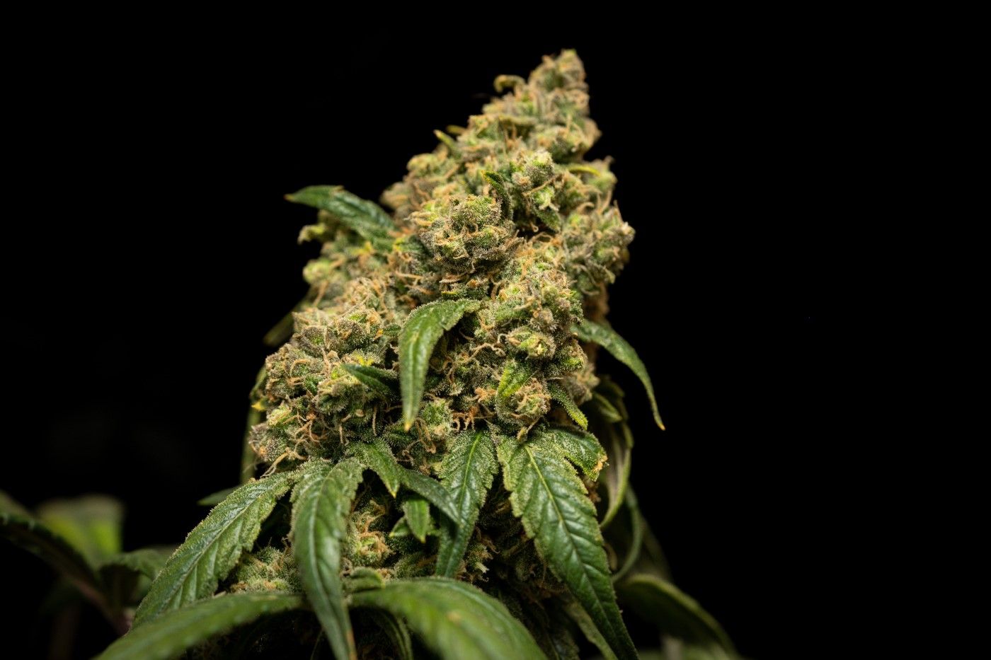 CBD Liberté produit des fleurs de CBD de haute qualité.