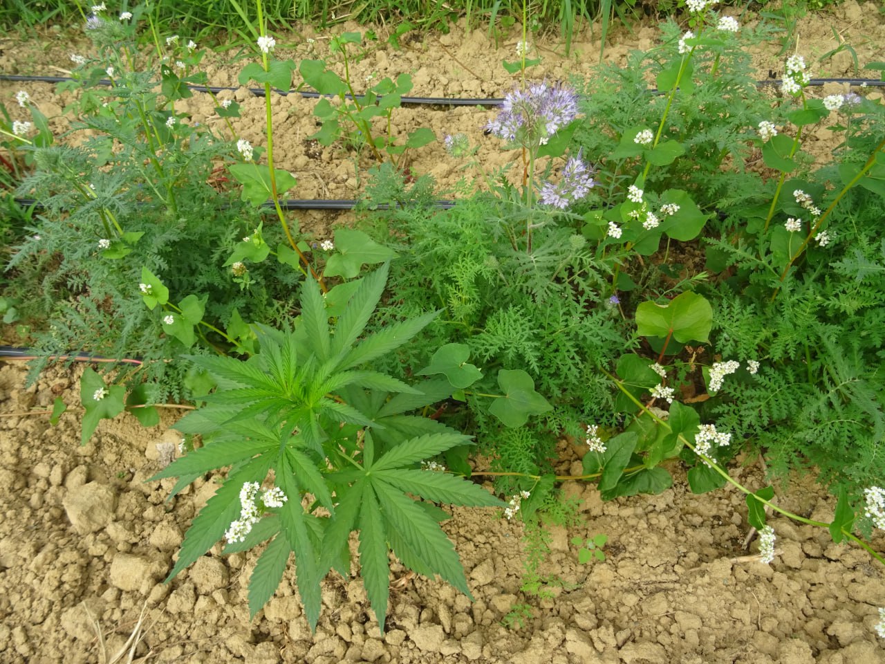 La nature et la biodiversité du Tarn.