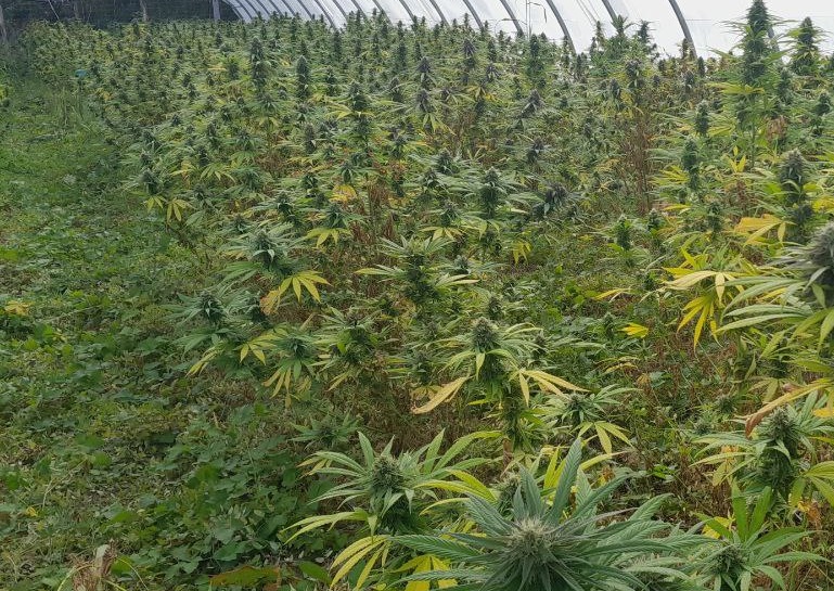 CBD Liberté produit des fleurs de CBD de haute qualité.